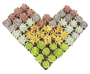 altman plants, live succulents plants (50 pack), nursery pots variety pack, bulk succulents plants live plants indoor plants live house plants indoors live indoor plants live houseplants live indoor