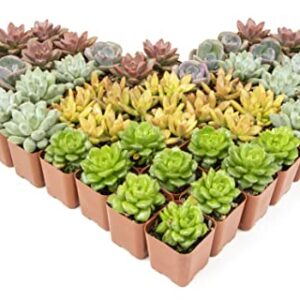 Altman Plants, Live Succulents Plants (50 Pack), Nursery Pots Variety Pack, Bulk Succulents Plants Live Plants Indoor Plants Live House Plants Indoors Live Indoor Plants Live Houseplants Live Indoor