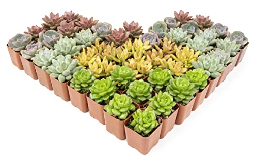 Altman Plants, Live Succulents Plants (50 Pack), Nursery Pots Variety Pack, Bulk Succulents Plants Live Plants Indoor Plants Live House Plants Indoors Live Indoor Plants Live Houseplants Live Indoor