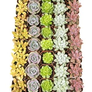 Altman Plants, Live Succulents Plants (50 Pack), Nursery Pots Variety Pack, Bulk Succulents Plants Live Plants Indoor Plants Live House Plants Indoors Live Indoor Plants Live Houseplants Live Indoor