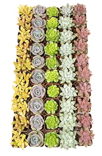 Altman Plants, Live Succulents Plants (50 Pack), Nursery Pots Variety Pack, Bulk Succulents Plants Live Plants Indoor Plants Live House Plants Indoors Live Indoor Plants Live Houseplants Live Indoor