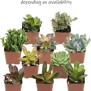 Altman Plants, Live Succulents Plants (50 Pack), Nursery Pots Variety Pack, Bulk Succulents Plants Live Plants Indoor Plants Live House Plants Indoors Live Indoor Plants Live Houseplants Live Indoor