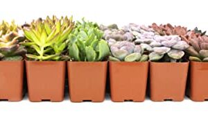 Altman Plants, Live Succulents Plants (50 Pack), Nursery Pots Variety Pack, Bulk Succulents Plants Live Plants Indoor Plants Live House Plants Indoors Live Indoor Plants Live Houseplants Live Indoor