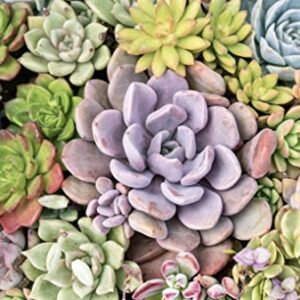 Altman Plants, Live Succulents Plants (50 Pack), Nursery Pots Variety Pack, Bulk Succulents Plants Live Plants Indoor Plants Live House Plants Indoors Live Indoor Plants Live Houseplants Live Indoor