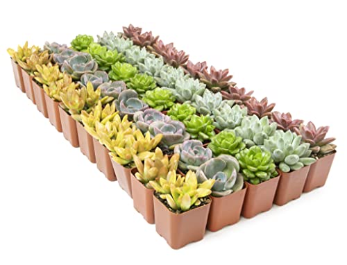 Altman Plants, Live Succulents Plants (50 Pack), Nursery Pots Variety Pack, Bulk Succulents Plants Live Plants Indoor Plants Live House Plants Indoors Live Indoor Plants Live Houseplants Live Indoor