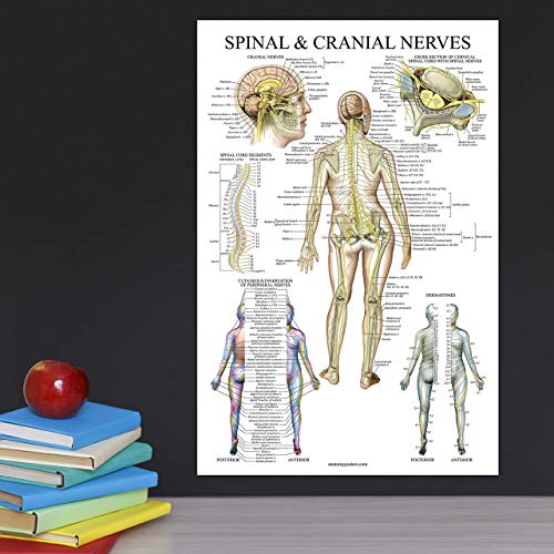 Palace Learning Spinal Nerves Anatomical Chart - Spine and Cranial Nervous System Anatomy Poster (with Dermatomes) (LAMINATED, 18 x 24)