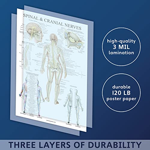 Palace Learning Spinal Nerves Anatomical Chart - Spine and Cranial Nervous System Anatomy Poster (with Dermatomes) (LAMINATED, 18 x 24)