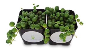 string of pearls succulents senecio rowleyanus (2 pack in 2" pots …)