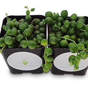 String of Pearls Succulents Senecio Rowleyanus (2 Pack in 2" Pots …)