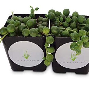 String of Pearls Succulents Senecio Rowleyanus (2 Pack in 2" Pots …)