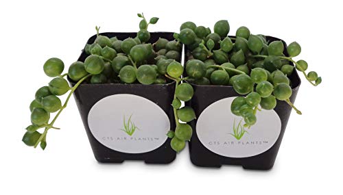 String of Pearls Succulents Senecio Rowleyanus (2 Pack in 2" Pots …)