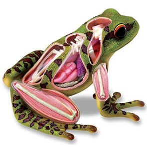 tedco 4d vision frog anatomy model