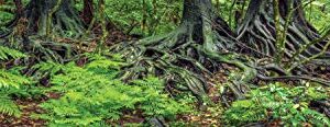 Reptile Habitat Background; Rain Forest Ferns & Roots, for 48Lx24Wx24H Terrarium, 3-Sided Wraparound
