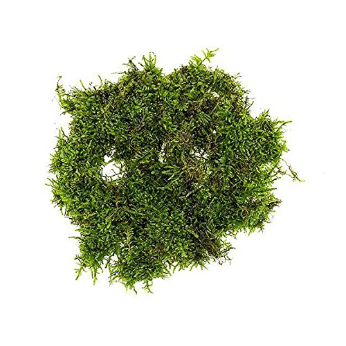 SubstrateSource Christmas Moss Live Aquarium Plant - Freshwater Fish Tank Decorations for Natural Aquatic Décor (Golf Ball)