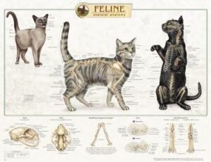 feline cat skeletal system anatomical poster