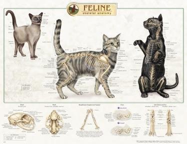 Feline Cat Skeletal System Anatomical Poster