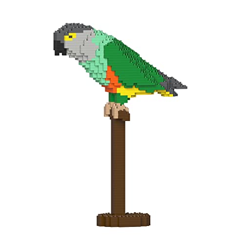 JEKCA Senegal Parrot 01S