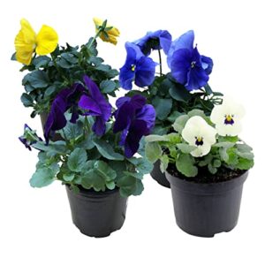 live healthy flowering pansies - assorted colors (4 plants per pack), early spring color, 6" tall by 4" wide in 1 pint pot