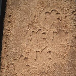 Yellow Door Safari Footprints