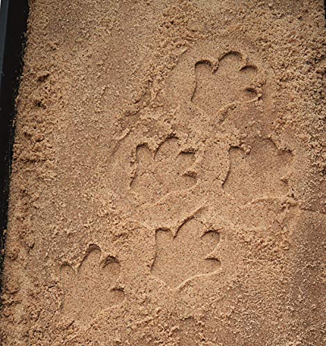 Yellow Door Safari Footprints