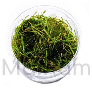 30+ Stems Package Starter Beginner Set Live Aquarium Plants Java Moss, Micro Sword, Rosette Amazon Sword, Anubias, Java Fern and More by Mainam