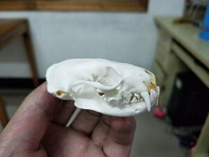 hot weasel skull taxidermy supplies art bone vet medicine 1:1