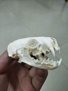 weasel skull taxidermy supplies art bone vet medicine 1:1