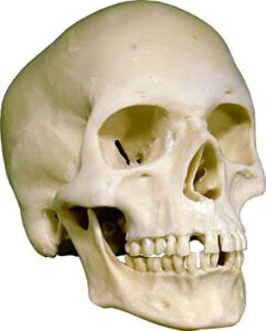 human skull replica life-size - low cost economy-factory 2nd tier- good quality, model 3093001-2nds, by nose desserts
