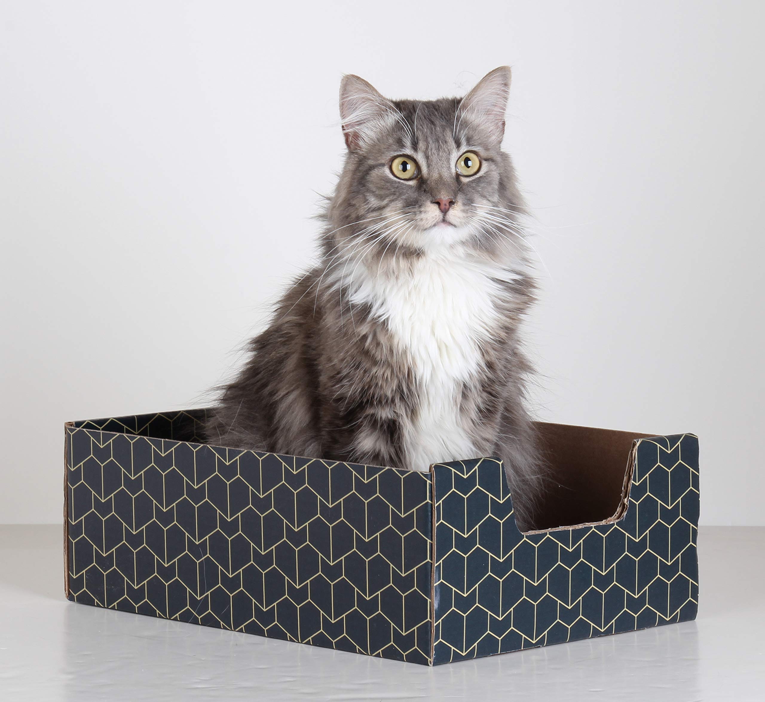 Purrfect Cat Box , Blue