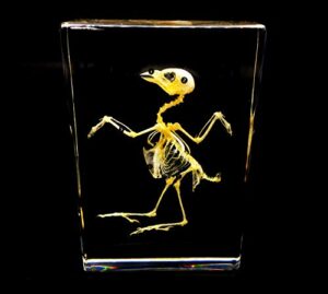 real bird skeleton specimen in acrylic block paperweights science classroom specimens for science education(5.3x3.5x1 inch)