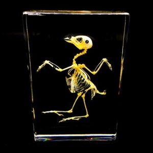 Real Bird Skeleton Specimen in Acrylic Block Paperweights Science Classroom Specimens for Science Education(5.3x3.5x1 inch)