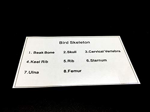 Real Bird Skeleton Specimen in Acrylic Block Paperweights Science Classroom Specimens for Science Education(5.3x3.5x1 inch)