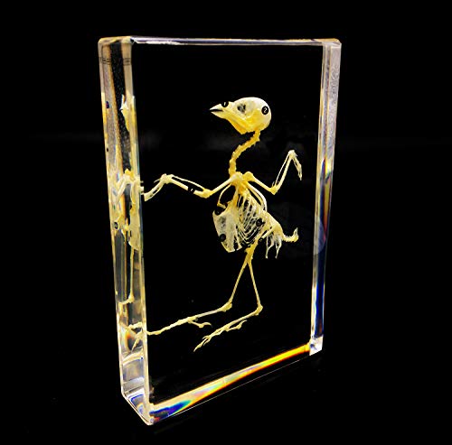 Real Bird Skeleton Specimen in Acrylic Block Paperweights Science Classroom Specimens for Science Education(5.3x3.5x1 inch)