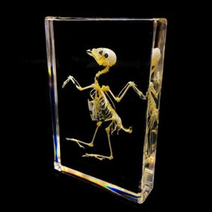 Real Bird Skeleton Specimen in Acrylic Block Paperweights Science Classroom Specimens for Science Education(5.3x3.5x1 inch)