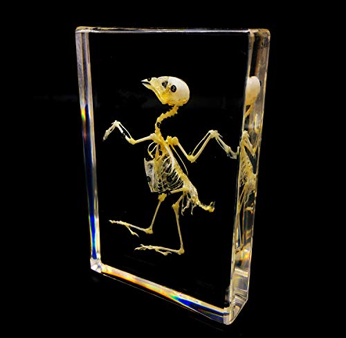 Real Bird Skeleton Specimen in Acrylic Block Paperweights Science Classroom Specimens for Science Education(5.3x3.5x1 inch)