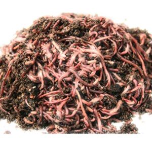 WWJD Red wigglers- 500 Count Live composting Worms