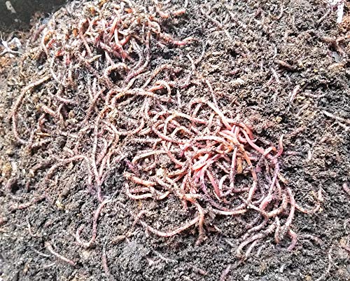 WWJD Red wigglers- 500 Count Live composting Worms