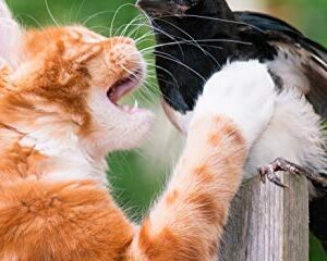 CatBib - Saves Birds, Protects Cats (Small, Turquoise)