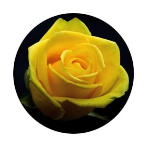 Single Yellow Rose Flower Floral Scene On Black Background PopSockets PopGrip: Swappable Grip for Phones & Tablets