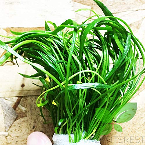 Planterest – Micro Sword Clump Easy Carpet Live Aquarium Plant Decorations BUY2GET1FREE