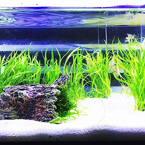 Planterest – Micro Sword Clump Easy Carpet Live Aquarium Plant Decorations BUY2GET1FREE