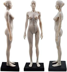 female anatomy figure: 11-inch anatomical reference for artists