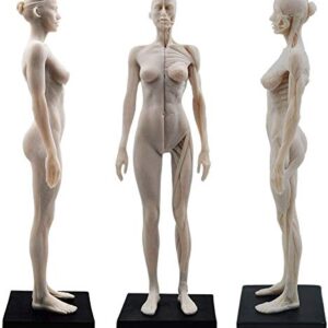 Female Anatomy Figure: 11-inch Anatomical Reference for Artists