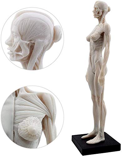 Female Anatomy Figure: 11-inch Anatomical Reference for Artists