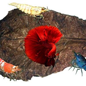 Awesome Aquatic Betta / Shrimp Leaves 50 4"-6" Premium Catappa Indian Almond Leaves Natural Habitat Tannin Producing Improves Immunity, Easy to USE