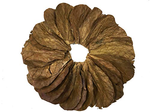 Awesome Aquatic Betta / Shrimp Leaves 50 4"-6" Premium Catappa Indian Almond Leaves Natural Habitat Tannin Producing Improves Immunity, Easy to USE