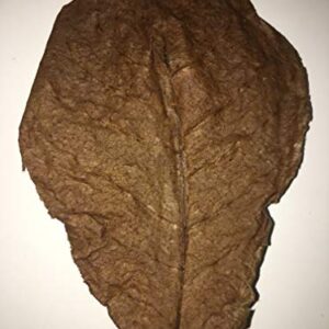 Awesome Aquatic Betta / Shrimp Leaves 50 4"-6" Premium Catappa Indian Almond Leaves Natural Habitat Tannin Producing Improves Immunity, Easy to USE