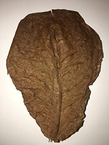 Awesome Aquatic Betta / Shrimp Leaves 50 4"-6" Premium Catappa Indian Almond Leaves Natural Habitat Tannin Producing Improves Immunity, Easy to USE