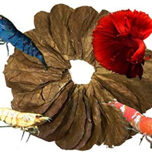 Awesome Aquatic Betta / Shrimp Leaves 50 4"-6" Premium Catappa Indian Almond Leaves Natural Habitat Tannin Producing Improves Immunity, Easy to USE