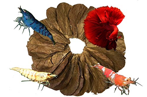 Awesome Aquatic Betta / Shrimp Leaves 50 4"-6" Premium Catappa Indian Almond Leaves Natural Habitat Tannin Producing Improves Immunity, Easy to USE